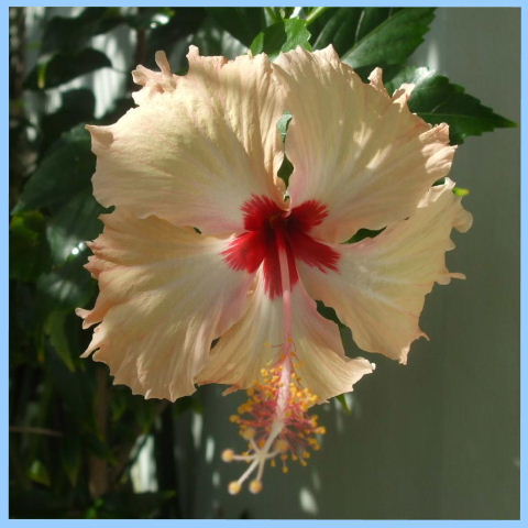 Serena, Pipa - Hibisco, flores tropicais no jardim desta casa de frias