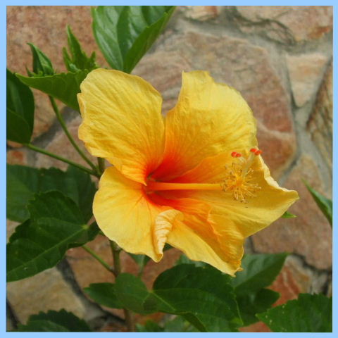 Serena, Pipa - Hibiscus, jardim flores tropicais de Serena - Aluguel temporada